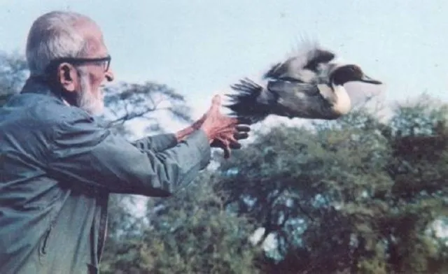 salim ali